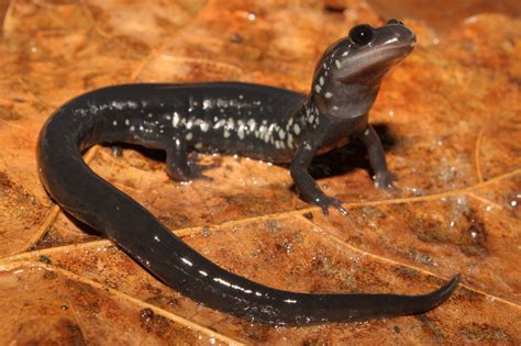  Salamander! This Amphibian With A Slimy Skin Secretes Toxins For Protection