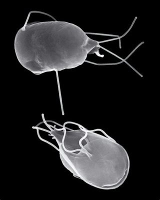  Understanding the Useless Wanderer: Unveiling the Mysteries of a Parasitic Protozoan