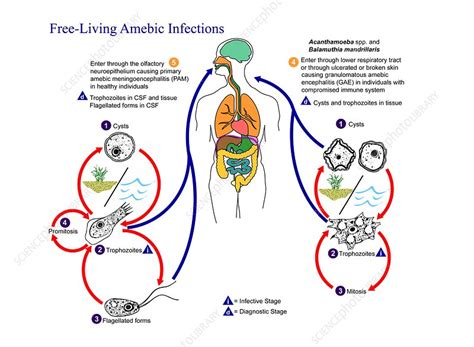  Vannella: Unveiling the Mysteries of This Fascinating Free-Living Amoeba