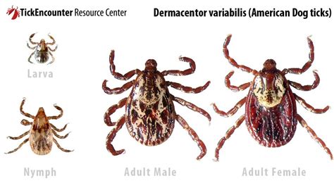  American Dog Tick, Its Tiny Body Packing a Powerful Punch When It Comes To Blood Feasting!