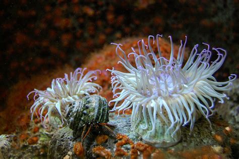  Bristle Anemone: Can This Underwater Flower Capture Your Heart and Stomach?