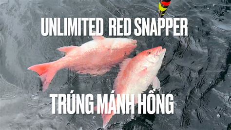  Cá Rồng (Red Snapper) – Loài Cá Biển Khắp Thế Gian Nổi Tiếng Về Sức Mạnh và Khả Năng Sinh Trưởng Cực Kỳ Tốt!