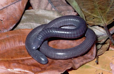  Caecilian: Một Loài Lưỡng cư Bí ẩn Có Bóng Tối và Khả Năng Xâm Nhập Vượt Trội!