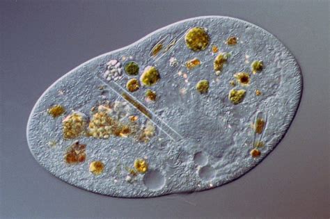  Chilodonella: Một Vi Sinh Vật Siêu Nhỏ Nhưng Cực Kỳ Hoạt Động Có Khả Năng Lọc Sạch Môi Trường Nước!