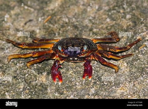  Dungeness Crab! A Crustacean Creature Living in Rocky Reefs and Shallow Coastal Waters