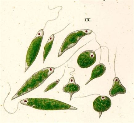  Euglena: A Microscopic Marvel Exhibiting Both Plant and Animal Characteristics!