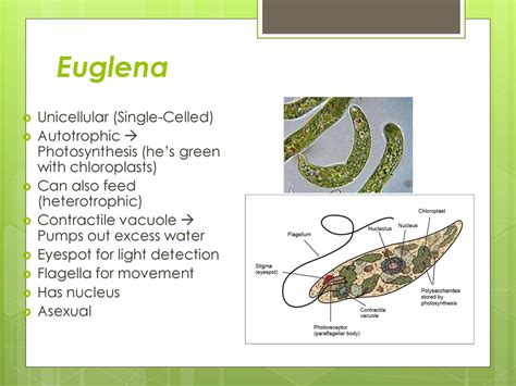  Euglena: Một sinh vật đơn bào độc đáo với khả năng tự dưỡng và dị dưỡng!