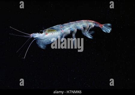  Euphausia Superba:  A Tiny Krill That Fuels Gigantic Oceanic Food Chains!