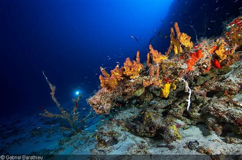  Fire Sponge: A Colorful Resident of Deep Reefs Hiding Secrets Behind its Fiery Hue!