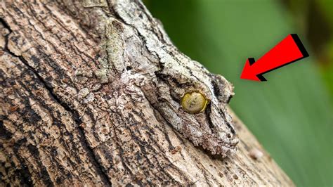  Gamasode:  A Tiny Master Of Camouflage With Eight Legs That Live In Tropical Forests!