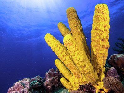  Grey Tube Sponge: Unveiling the Secrets of a Curious Marine Architect!