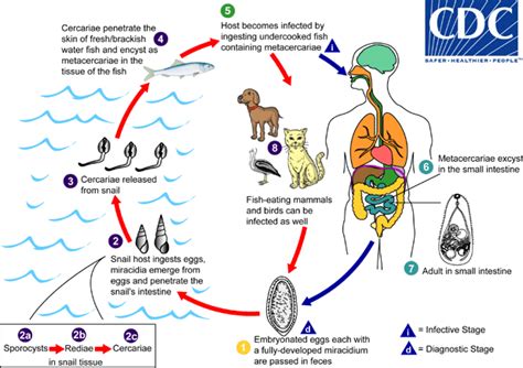  Heterophyes Heterophyes:  A Tiny Terror Lurking Within Shellfish and Freshwater Fish!