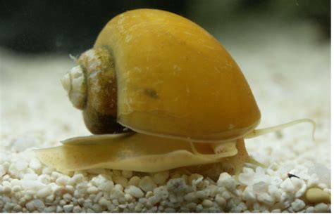  Horn Snail: Unraveling the Mysteries Behind This Shell-Covered Marvel With an Appetite for Algae!