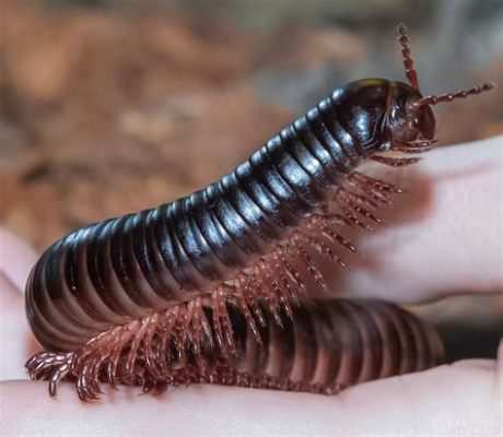  Hungarian Millipede: Can This Tiny Creature With Countless Legs Survive a Thousand Miles Without Food?