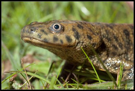  Iberian Ribbed Newt: Its Shiny Skin Shimmers Under Moonlight While It Patiently Waits For an Unlucky Slug