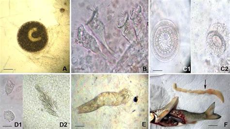  Ichthyophthirius multifiliis: Một Ký Sinh Trùng Giữa Nước Và Lửa, Xâm Nhập Mọi Lớp Cá