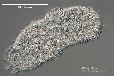  Ichthyophthirius multifiliis: Một Ký Sinh Trùng Giả Kim Thật Khó Tin!