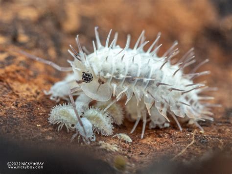  Isopod: A Tiny Armored Wonder That Crawls Beneath the Waves and Feasts on Deadwood!