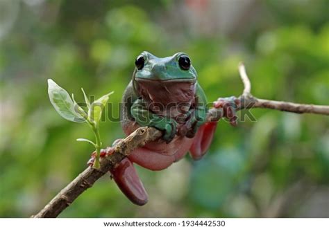  Litoria!  A Toad with Colorful Skin, Hiding in Plain Sight with an Ability to Leap Far Beyond Its Size