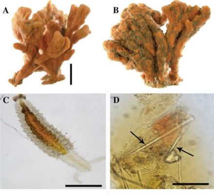  Microciona prolifera: Loài bọt biển khổng lồ này có bộ xương sống không và lại có khả năng tái tạo mạnh mẽ!