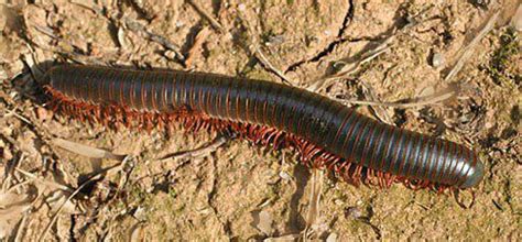  Millipede: A Creature That Crawls Like a Thousand Tiny Legs and Eats Decay Like a Vacuum Cleaner!