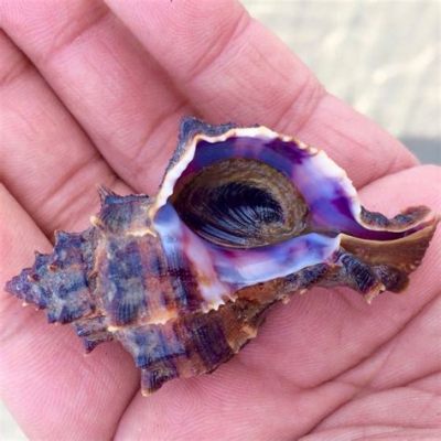  Murex, A Sea Snail That Masters the Art of Shell Decoration