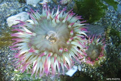  Neoesperiopsammia: A Spiky Sponge Wonder That Lives and Breathes!