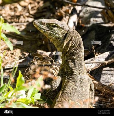  Nile Monitor - Unlocking the Secrets of this Powerful Prehistoric Predator!