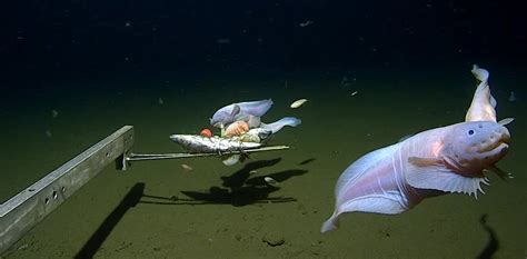  Ocythoe - This Tiny Colonial Hydroid Lives in the Deep Sea and Blooms with Bioluminescent Brilliance