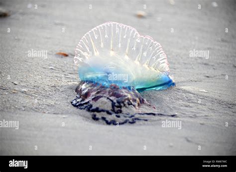  Physalia physalis:  This mesmerizing marine marvel, with its venomous tentacles trailing like ethereal ribbons, reigns supreme in the open ocean!