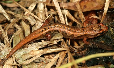  Poor Little Salamander That Prefers To Burrow Than Bask: Unraveling The Mystical Life Of The Pygmy Salamander