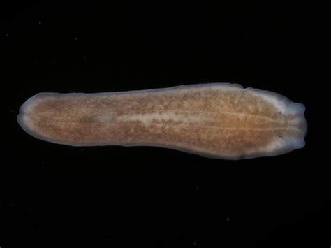  Procerodes! A Tiny Flatworm With An Enormous Appetite For Decaying Matter