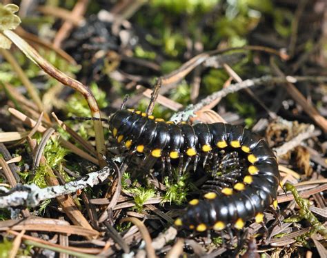  Quilling Millipede: A Tiny Creature With an Unusually Sharp Spine