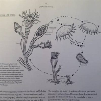  Quillwort - This Mesmerizing Hydrozoan Is Known for Its Exquisite Beauty and Surprisingly Complex Life Cycle!