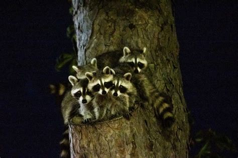  Raccoons:  The Adorable Bandits With Masked Faces That Love Trash Can Feasts!