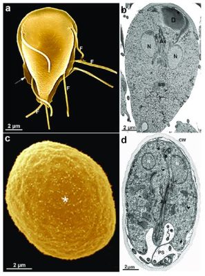  Retortamonas! Một Hình Thái Khác Lạ Của Giới Protist