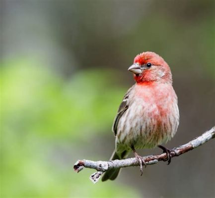  Robin: Chim nhỏ đáng yêu với bộ lông đỏ rực như lửa và tiếng hót trong veo như pha lê!