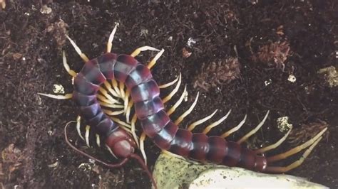  Scolopendra! A Crawling Spectacle With Hundreds of Legs That Will Leave You Amazed