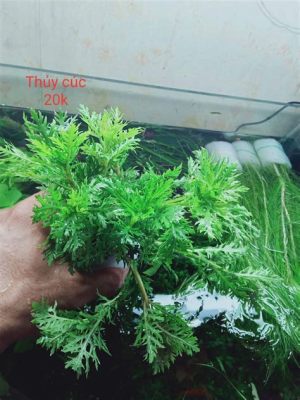  Thuỷ Cúc Trắng: Loài sinh vật dị thường sở hữu vẻ đẹp tinh tế và khả năng tự tái tạo kỳ diệu!