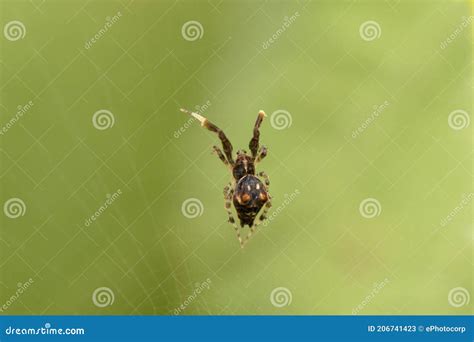  Uloborus - Loài Nhện Dệt Lưới Phức Tập! Một Kiểu Đời Kỳ Đặc Của Những Kẻ Săn Mồi Tinh Nghịch