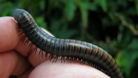  Violet Millipede: Unlocking the Secrets of its Many Legs in the Hidden World of Decay!