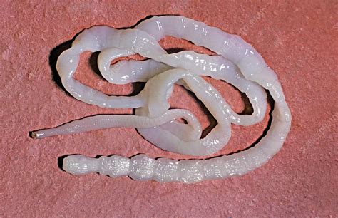  Witches' Tapeworm: A Tiny Terror Lurking in Your Freshwater Friends!