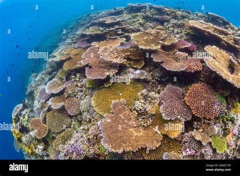  Withe coral: Looming Large in Shallow Reefs Yet Tiny Enough to Fit on Your Fingernail!