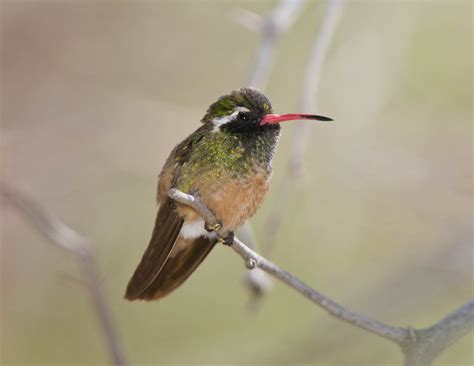  Xantus' Hummingbird:  A Miniature Marvel That Hovered into My Heart with its Rainbow Iridescent Feathers!