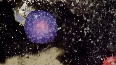  Xenophyophore! The Mysterious Blob that Crawls on the Ocean Floor