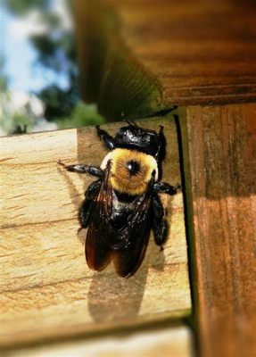  Xylocopa! Những Kẻ Thợ Mở Lỗ Khéo Lé Và Bậc Đại Sư Tạo Ra Mật