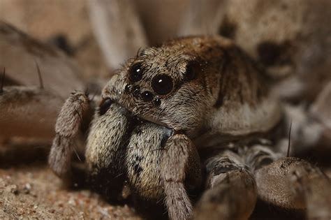  Xystus!  An Unassuming Spider With A Surprising Hunting Technique