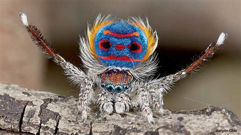  Xystus! The Jumping Spider With a Unique Dance Move That Will Leave You Mesmerized