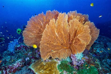  Yellow Gorgonian - Dazzling Soft Coral Colonies Found Hiding In Deep Ocean Caves!